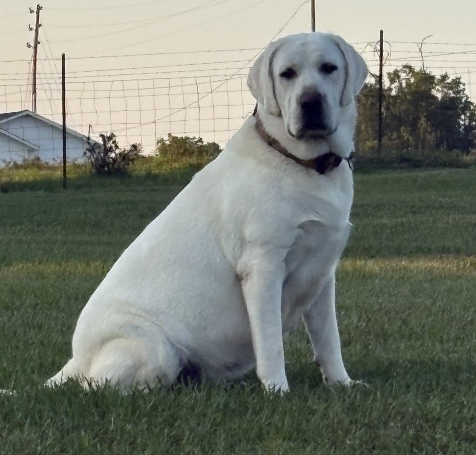 Dog Photo