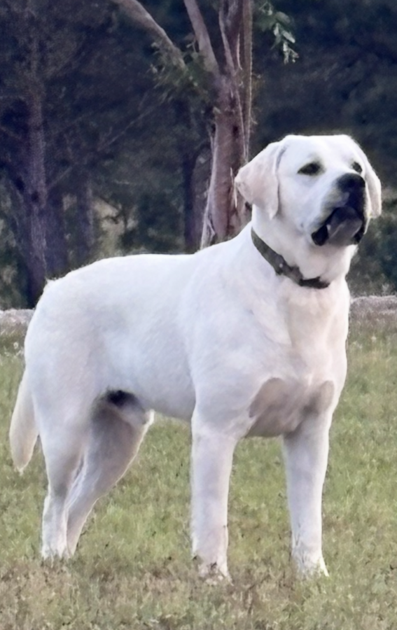 Dog Photo