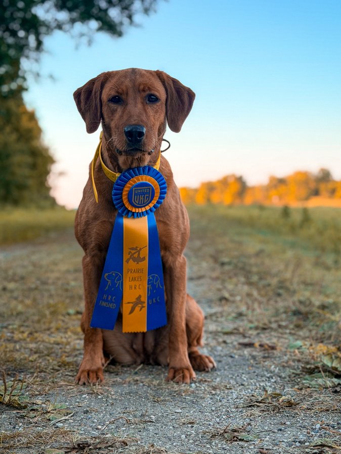Dog Photo