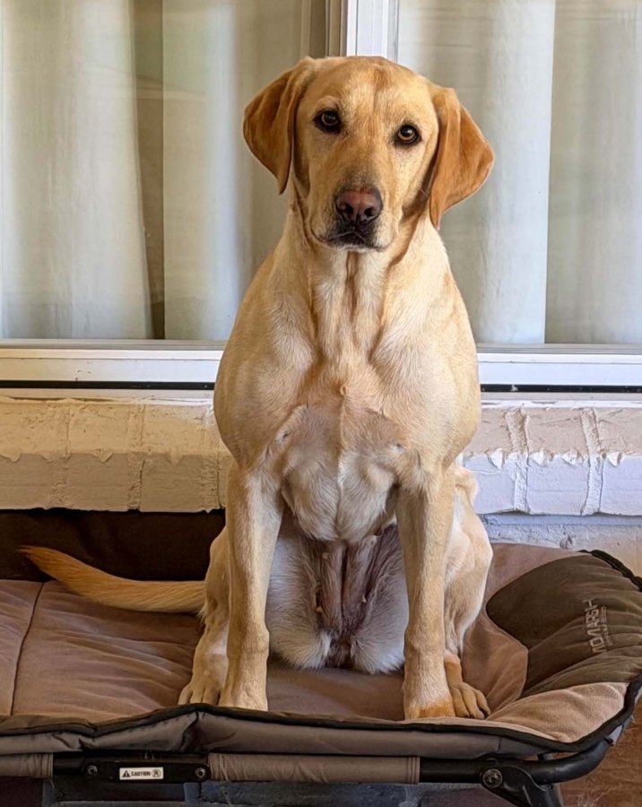 Dog Photo