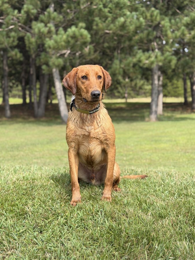 Dog Photo