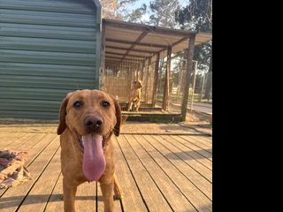 Dog Photo