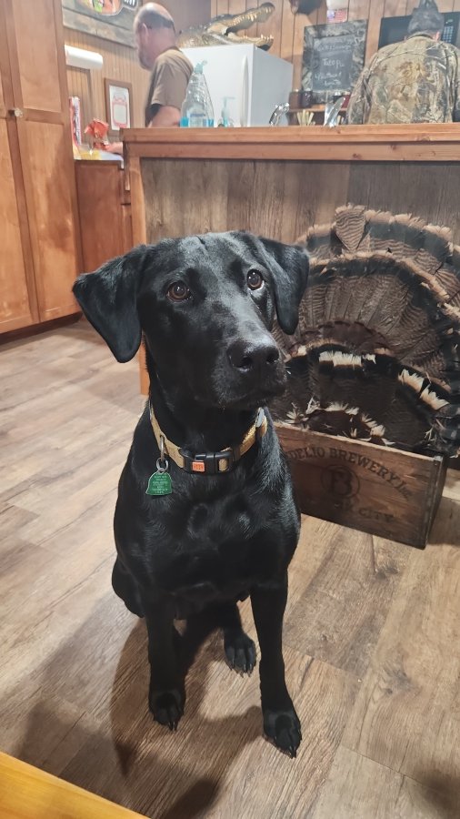 Dog Photo