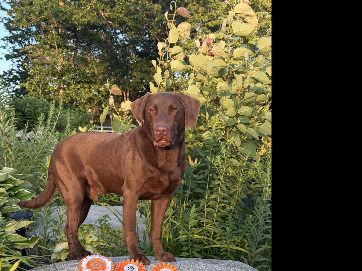 Dog Photo