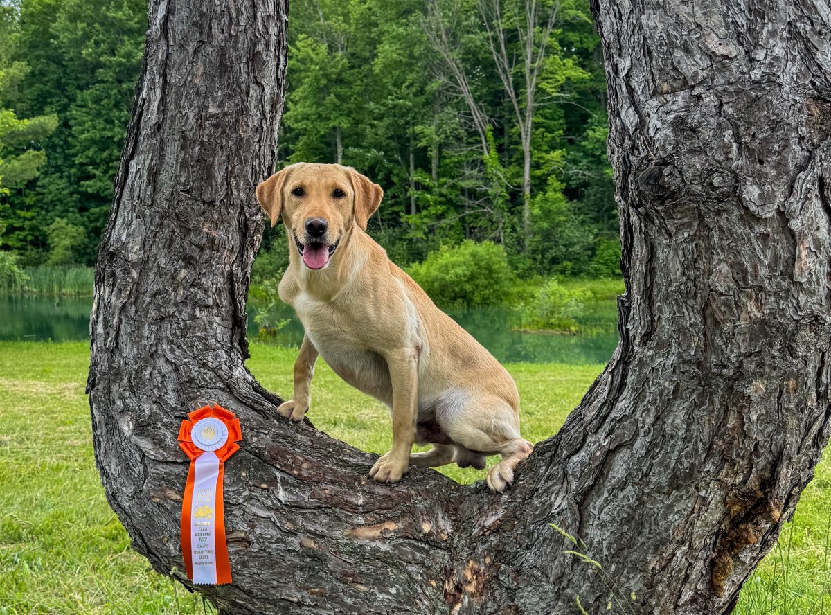 Dog Photo
