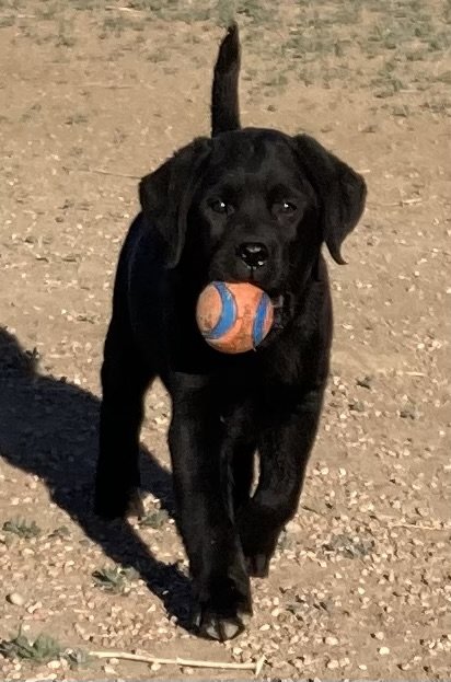Dog Photo