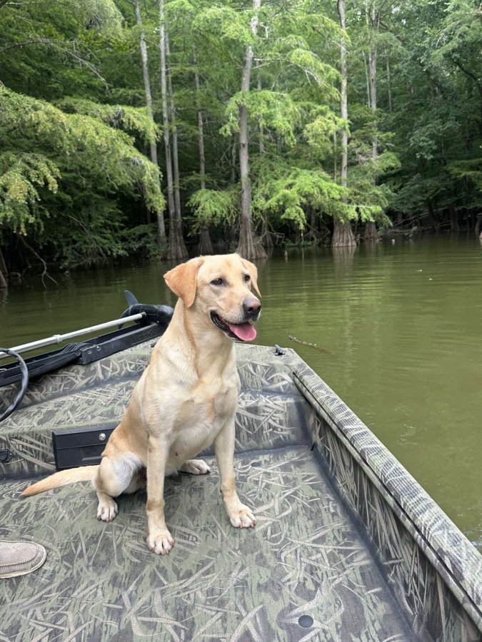 Dog Photo