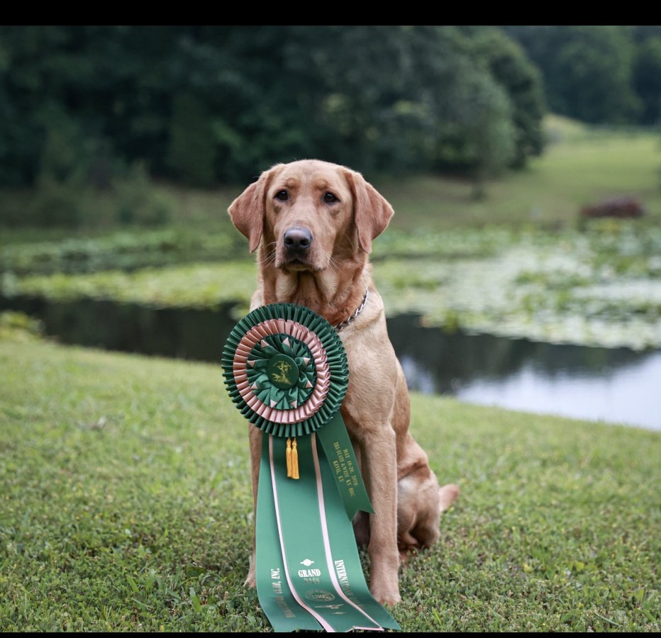 Dog Photo