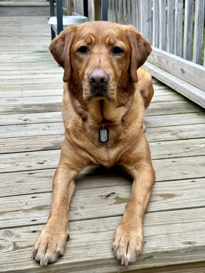 Dog Photo