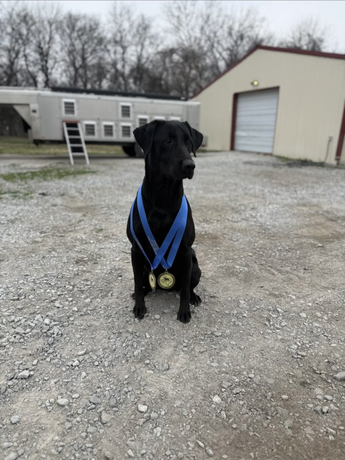Dog Photo