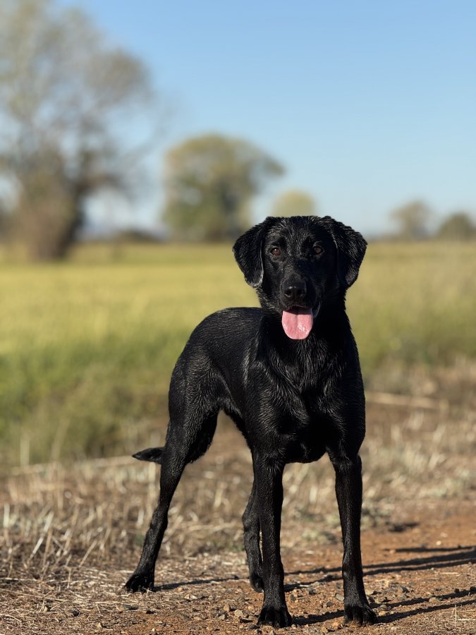 Dog Photo