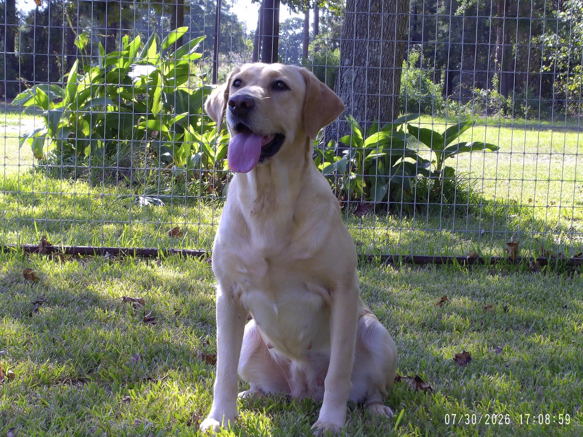 Dog Photo