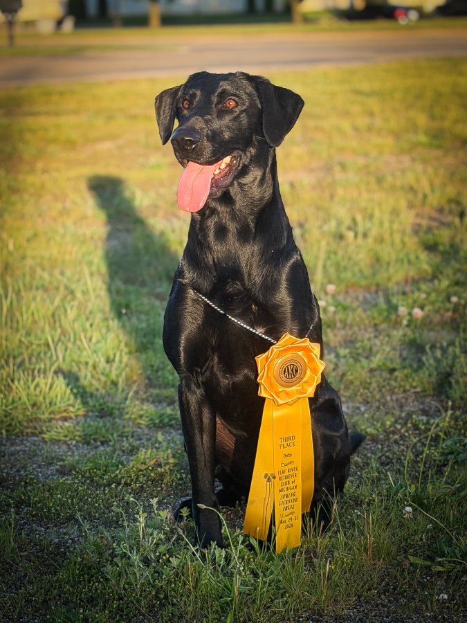 Dog Photo