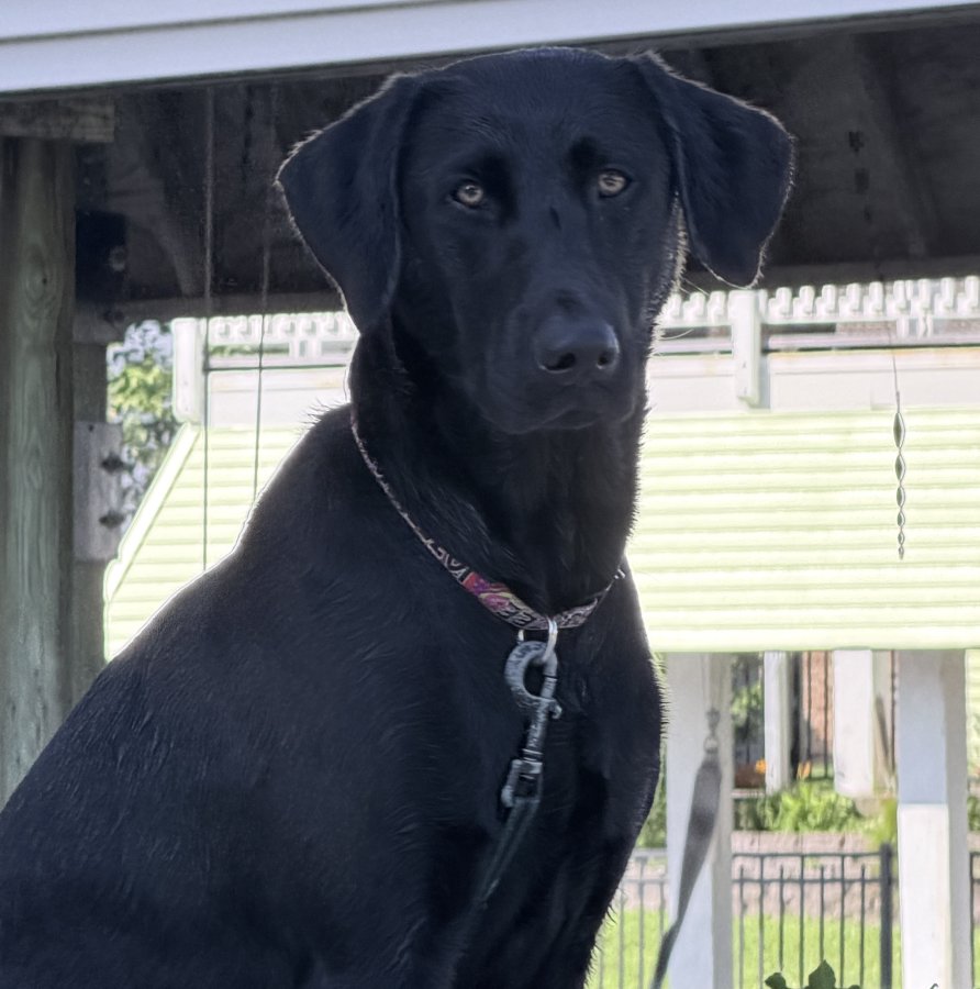 Dog Photo