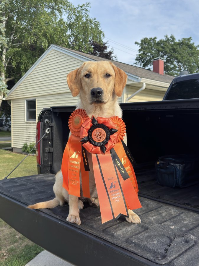 Dog Photo