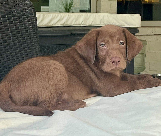 Dog Photo