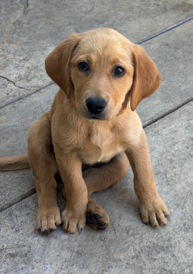Dog Photo