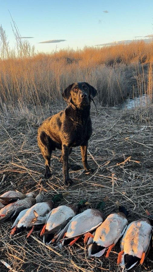 Dog Photo