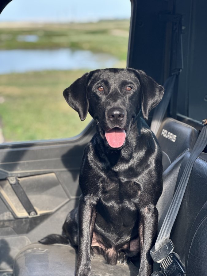 Dog Photo