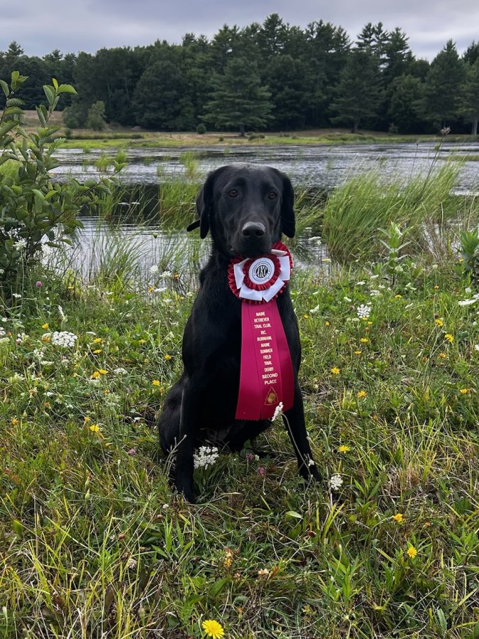 Dog Photo