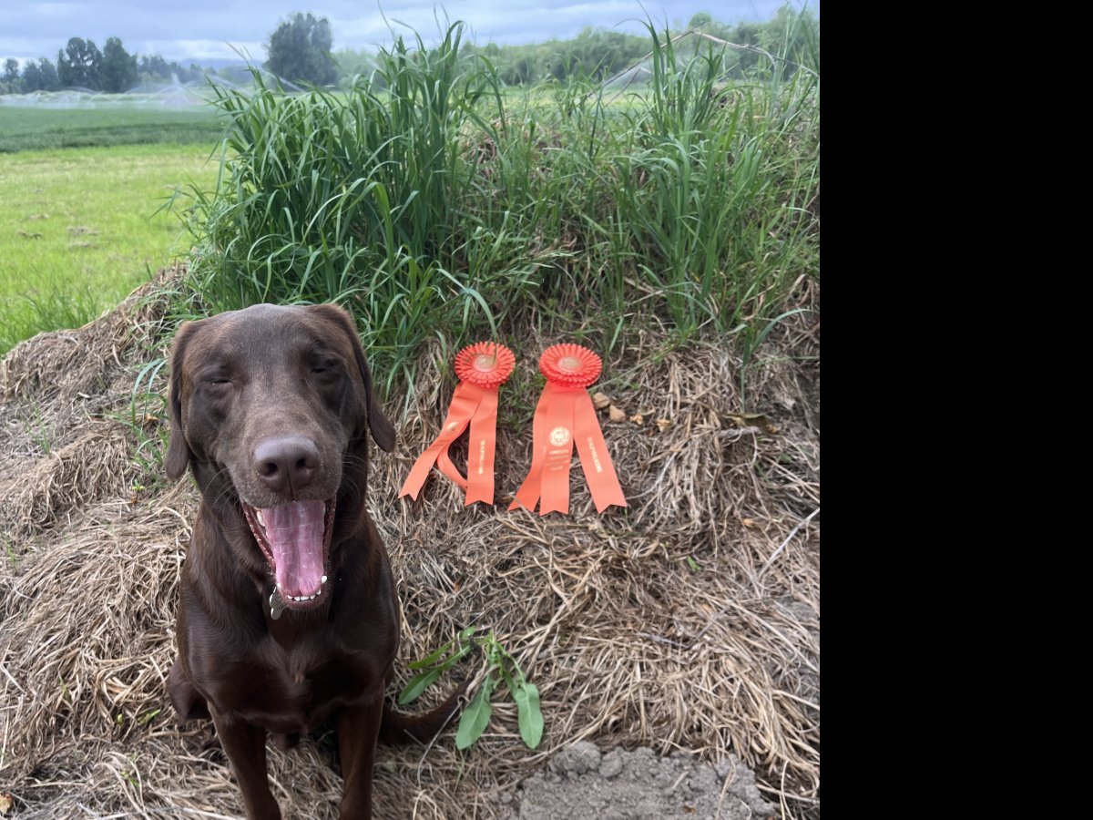 Dog Photo