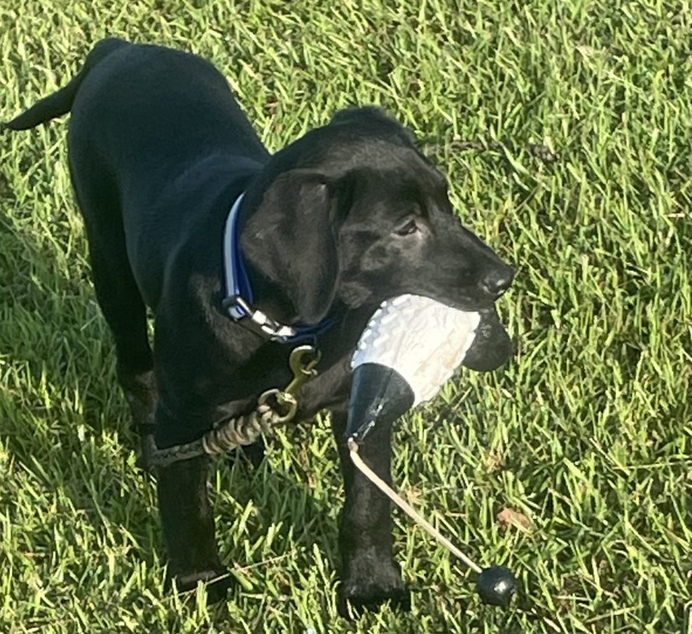 Dog Photo