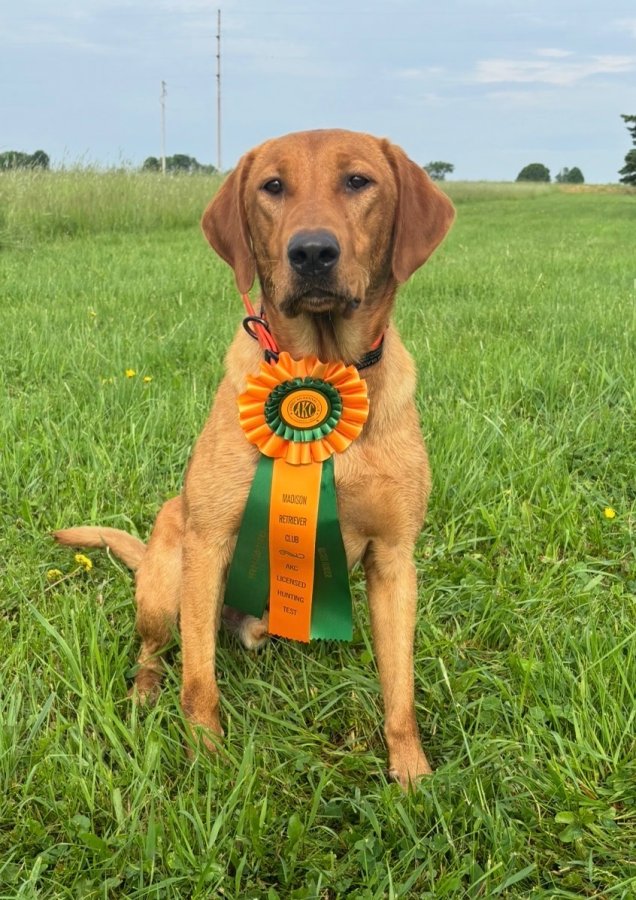 Dog Photo