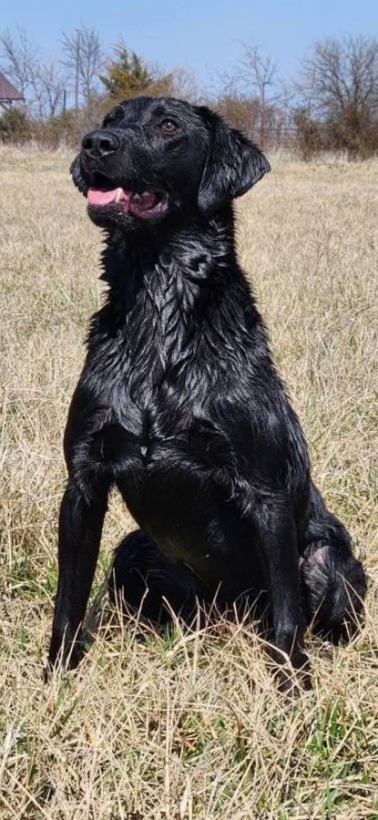 Sire Photo
