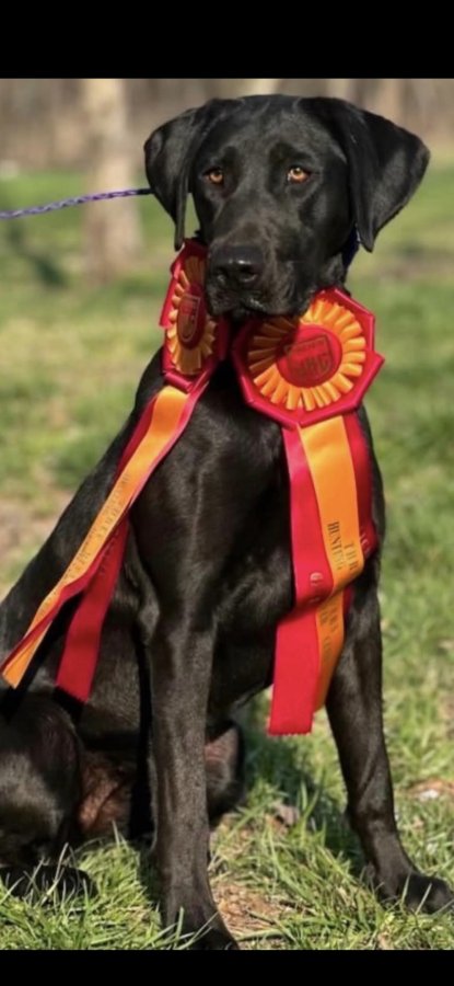 Dog Photo