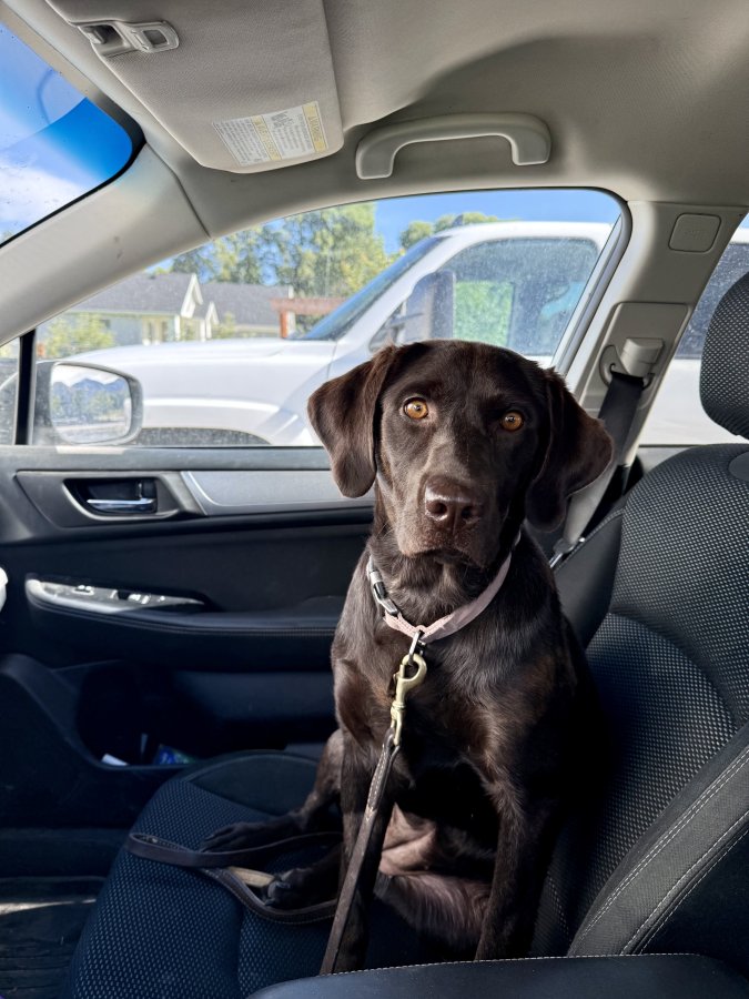 Dog Photo