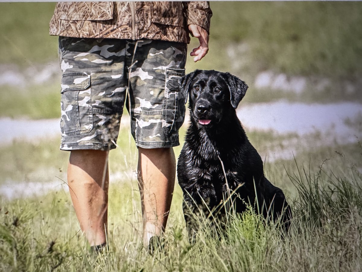 Dog Photo