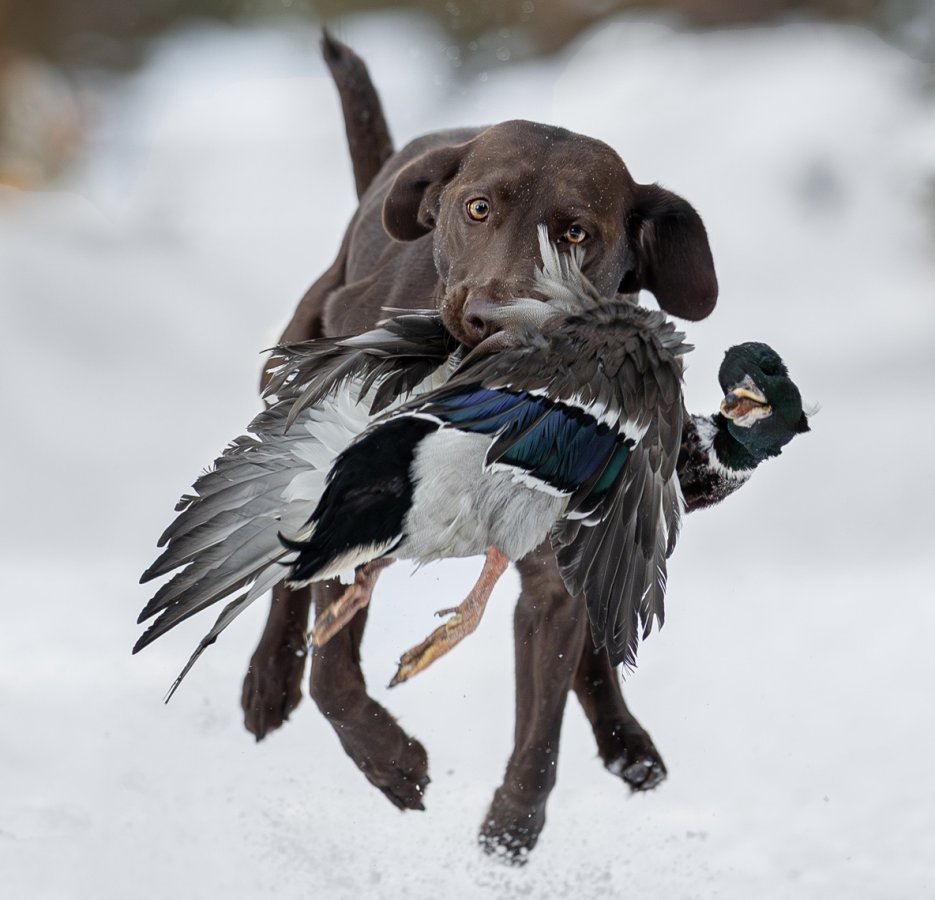Dog Photo