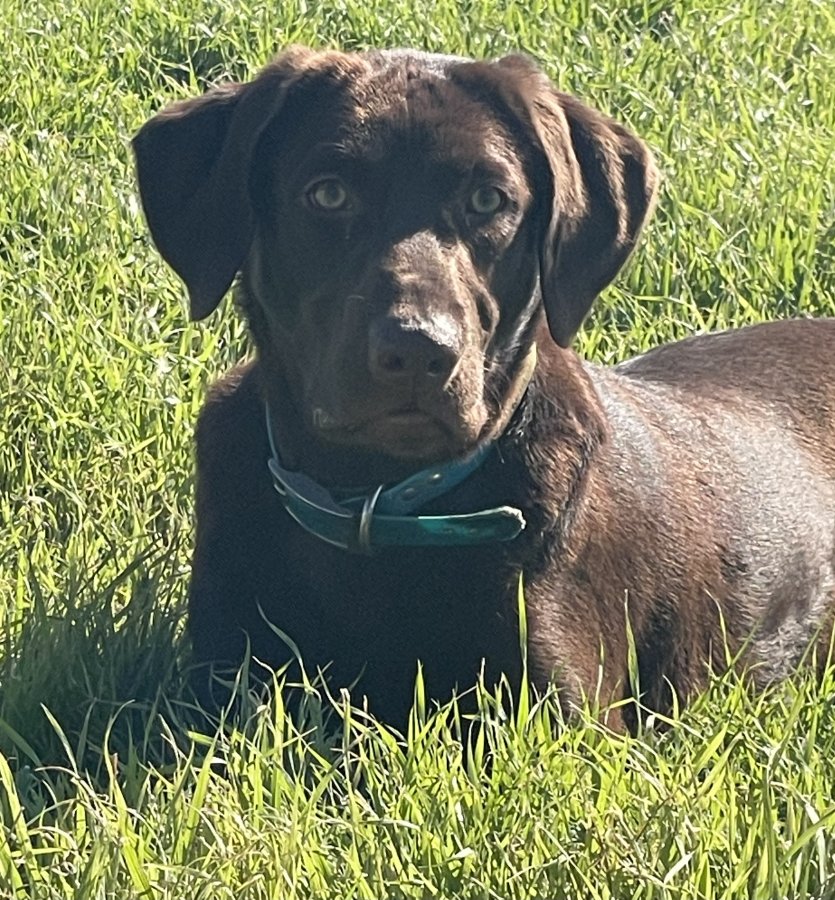 Dog Photo