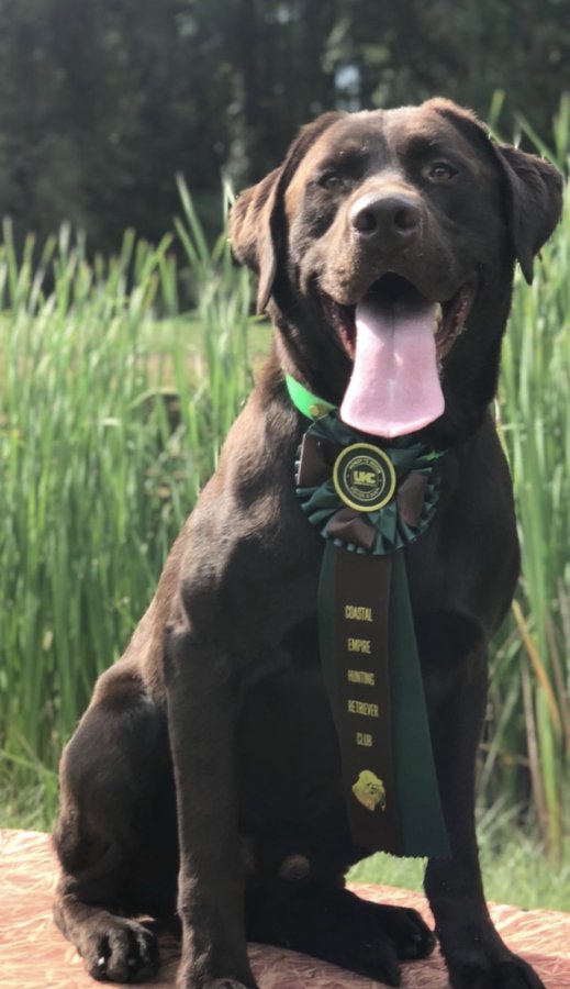 Dog Photo
