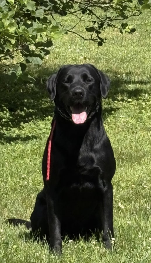 Dog Photo