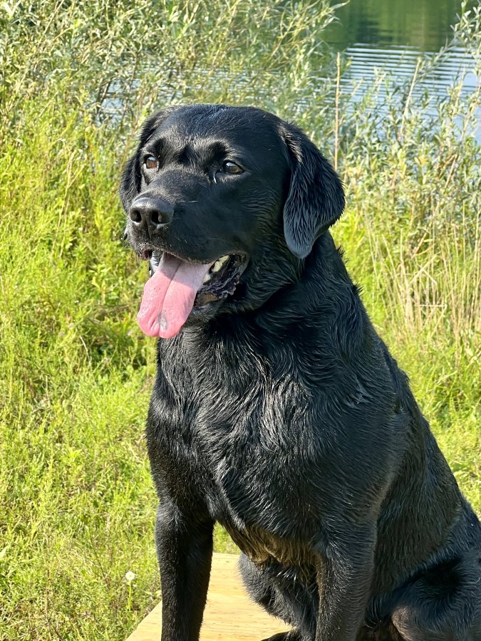 Dog Photo
