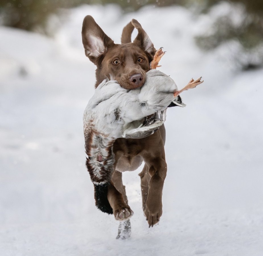 Dog Photo