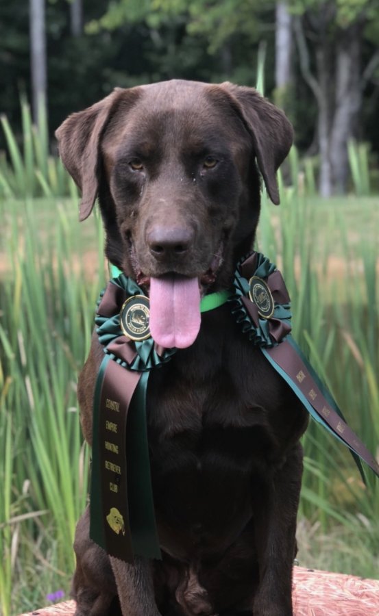 Dog Photo