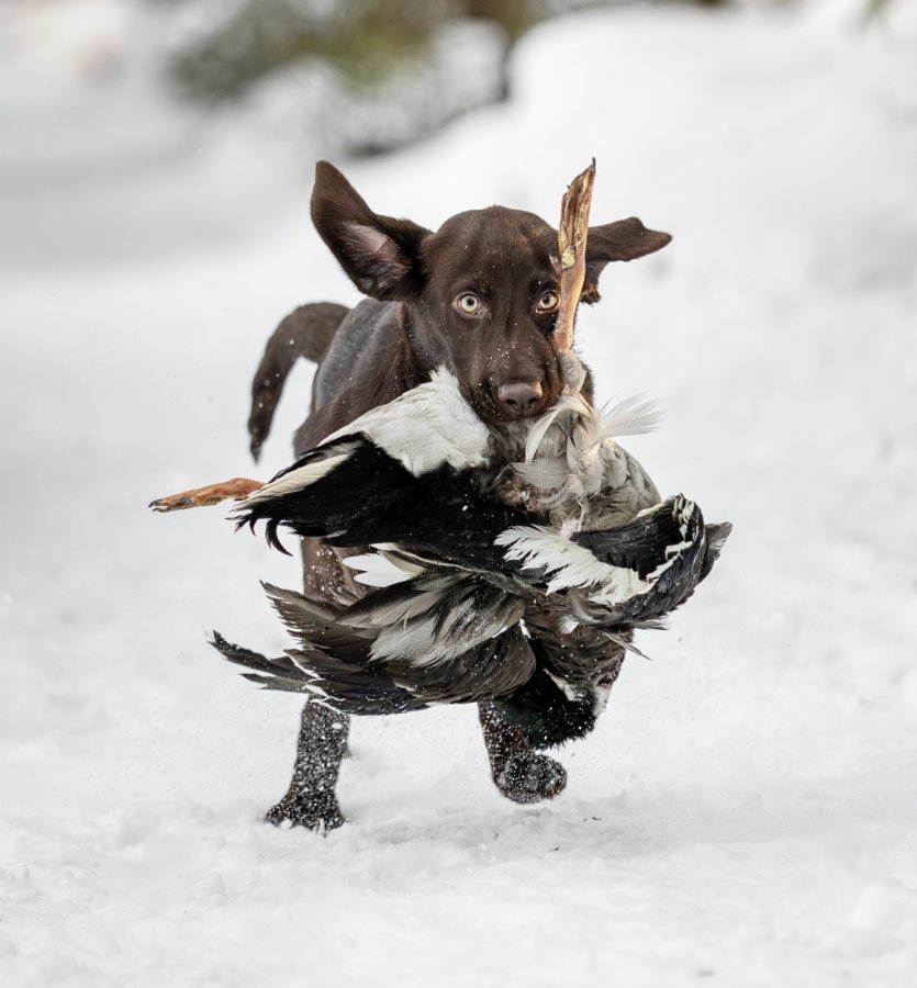 Dog Photo