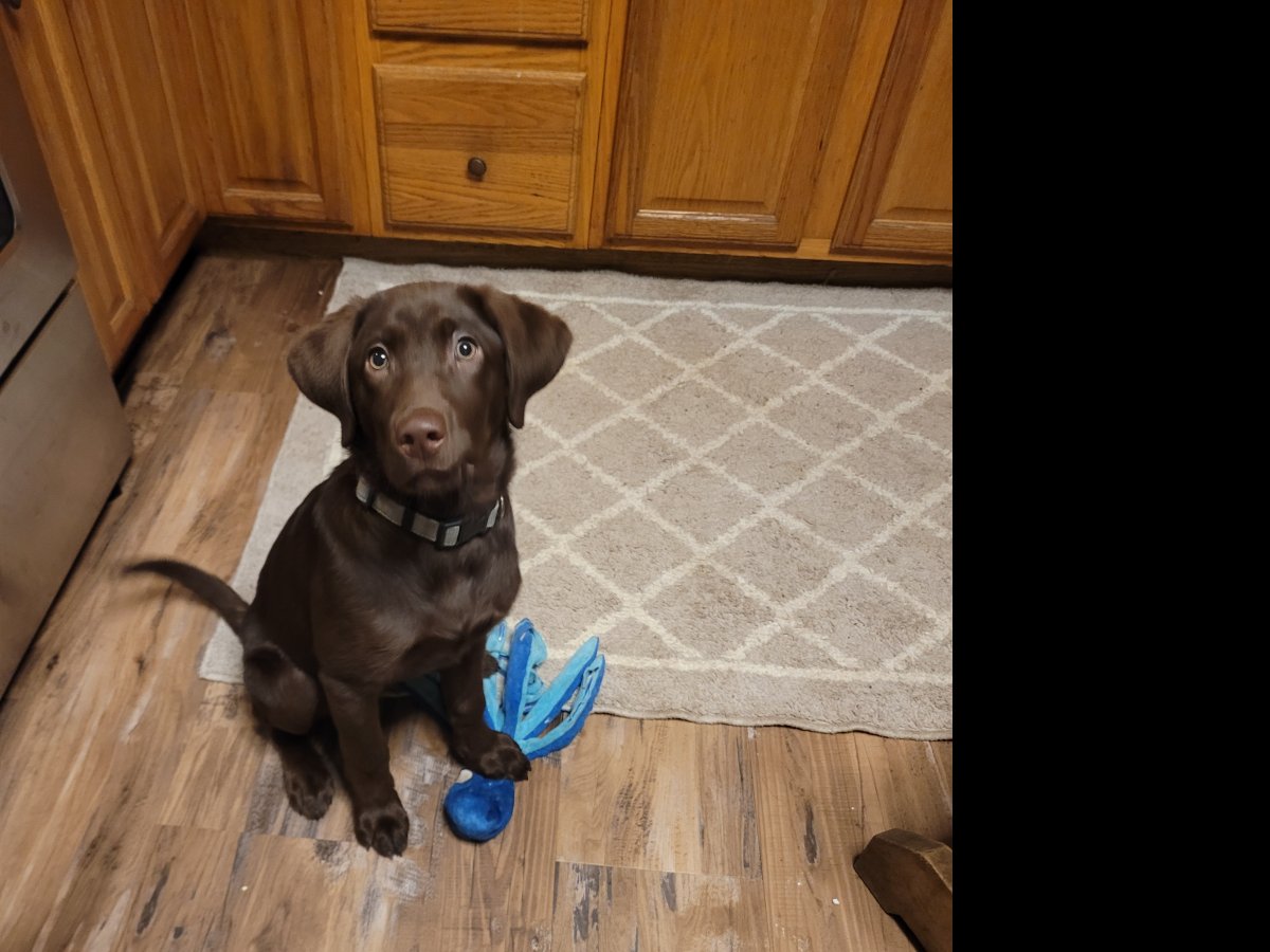 Dog Photo