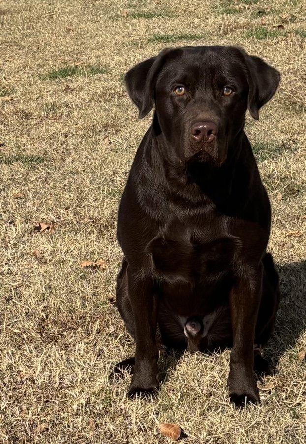 Dog Photo
