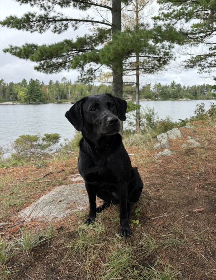 Dog Photo