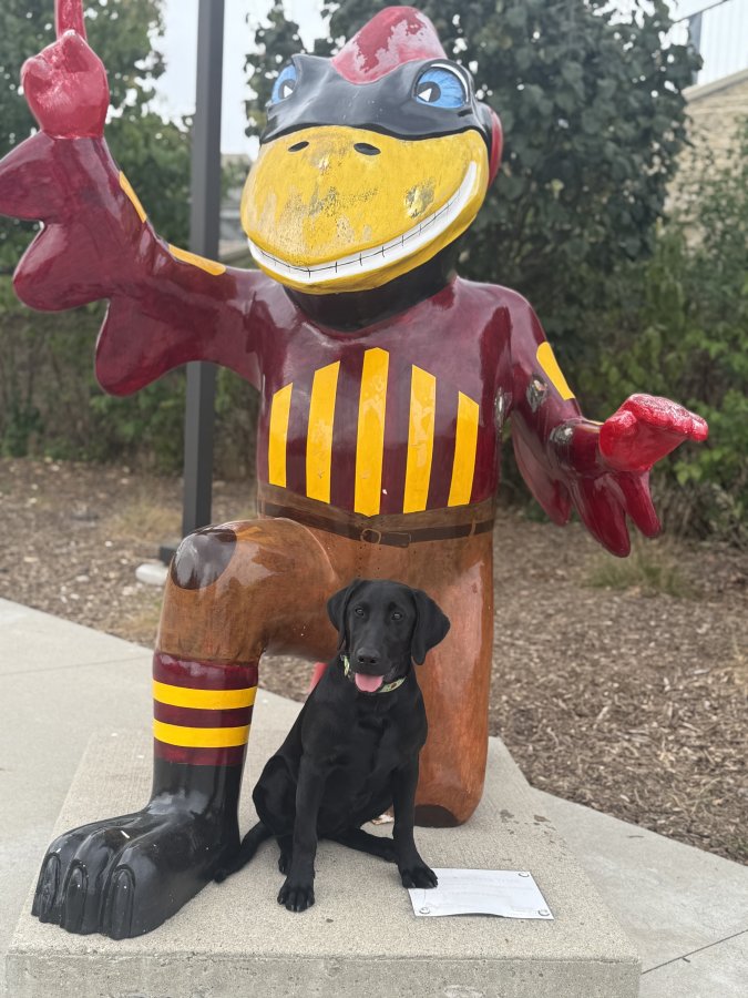 Dog Photo