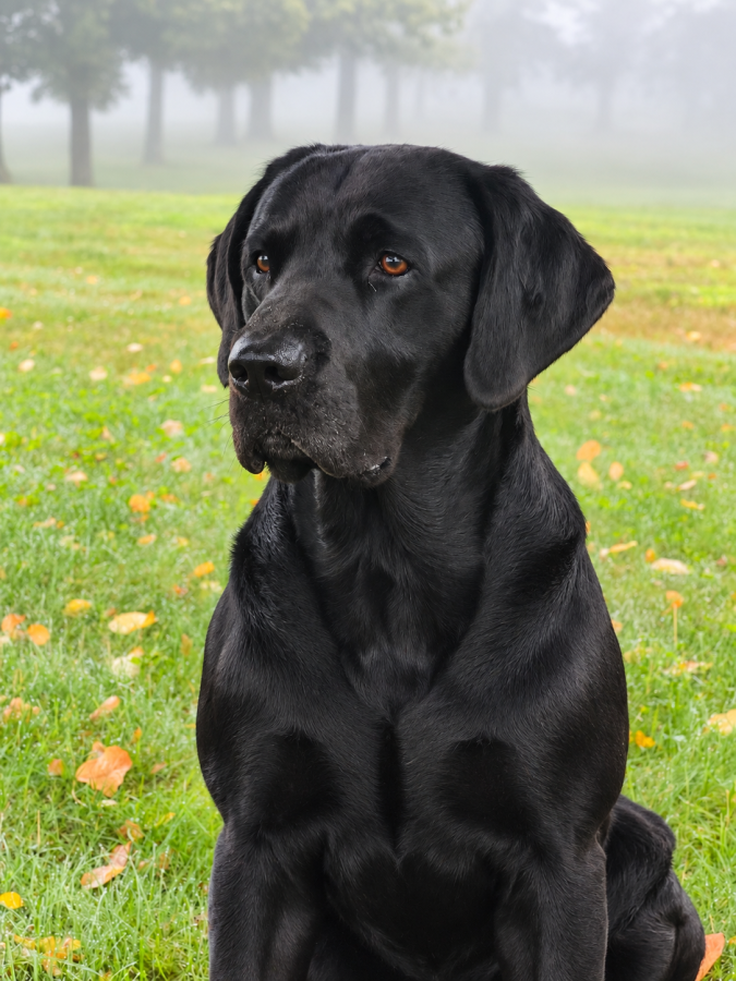 Dog Photo