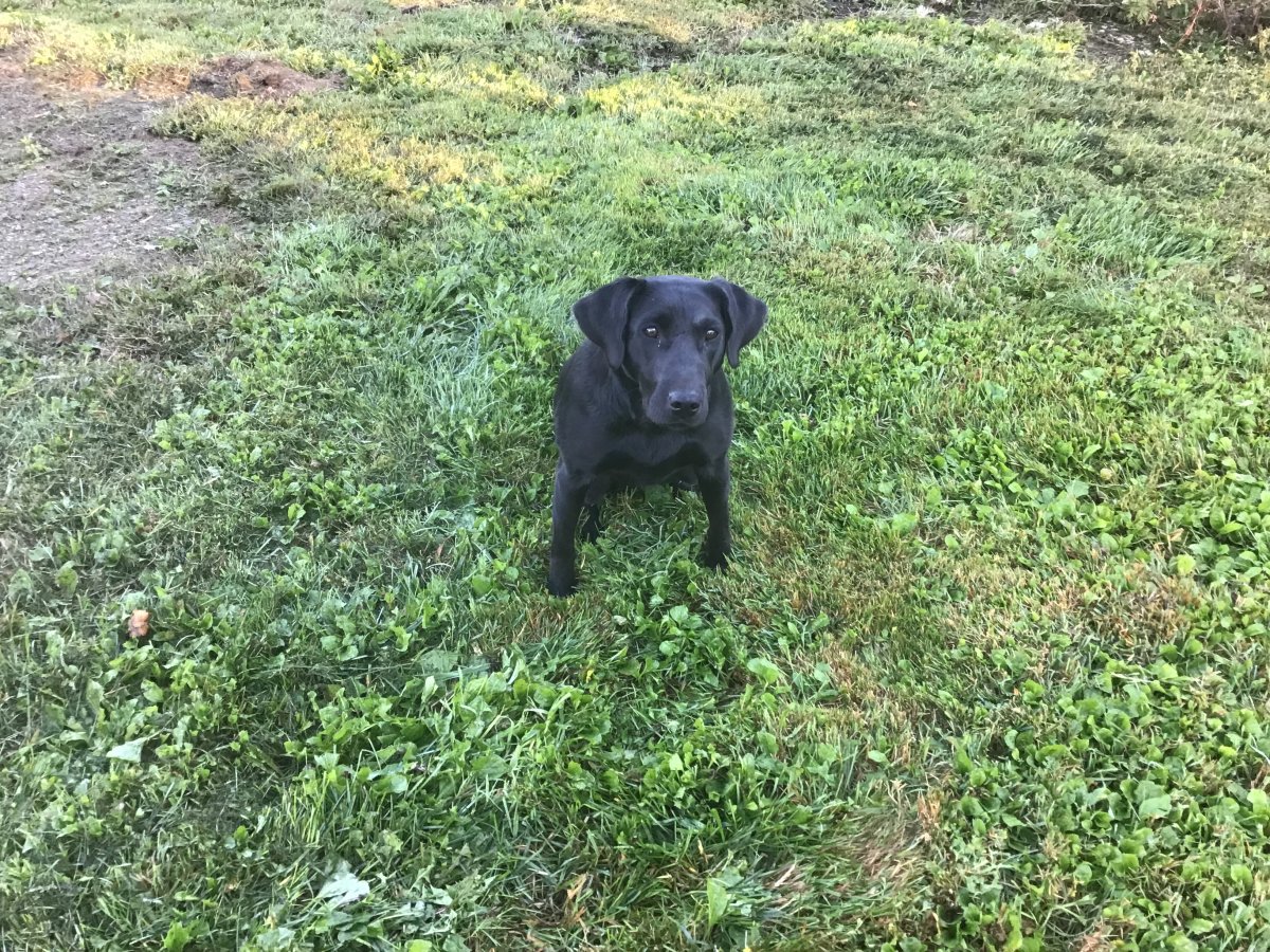 Dog Photo