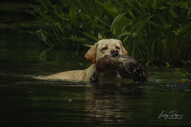 Dog Photo