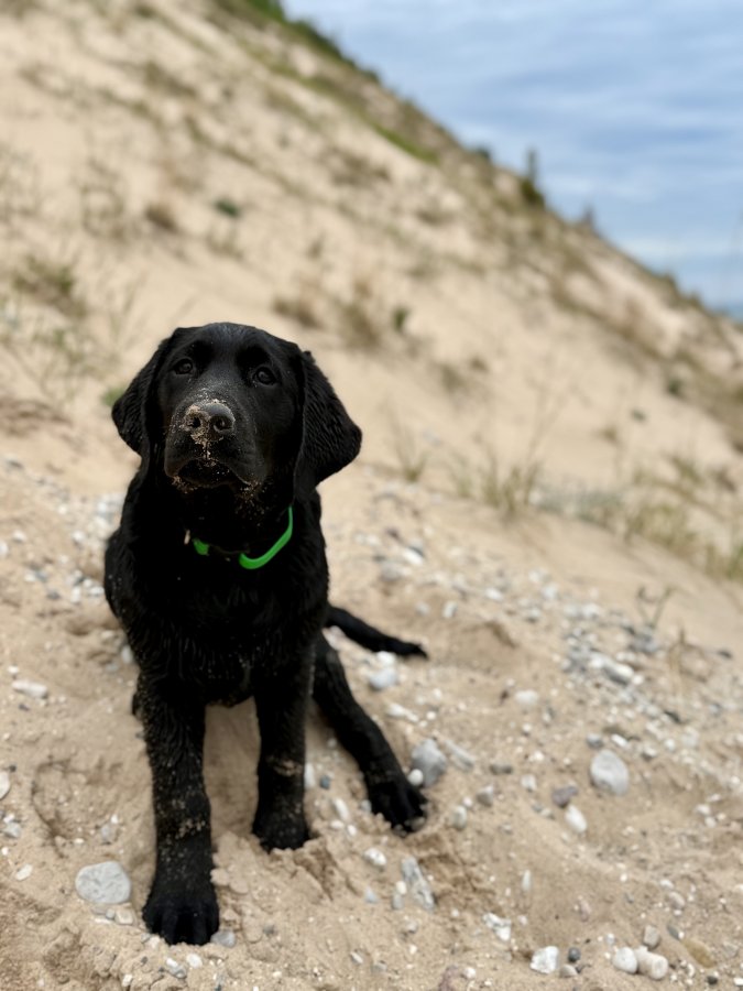 Dog Photo