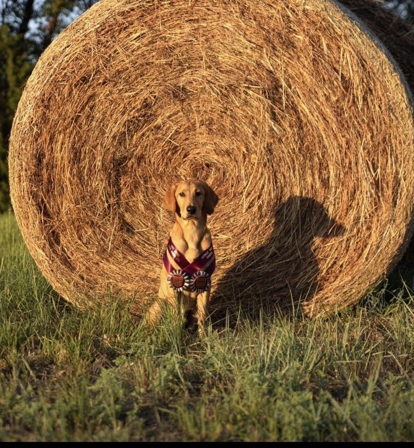 Dog Photo
