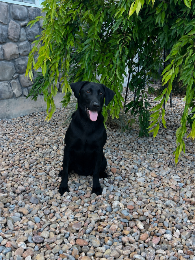 Dog Photo