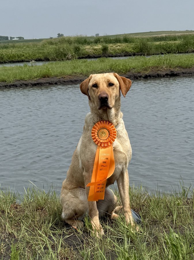 Dog Photo